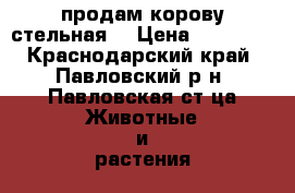 продам корову стельная  › Цена ­ 75 000 - Краснодарский край, Павловский р-н, Павловская ст-ца Животные и растения » Другие животные   